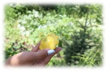Pattison cultivated by Vardablur beneficiary.jpg